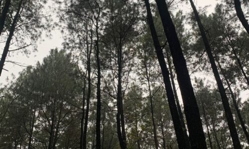 Main Hujan Di Hutan Pinus!