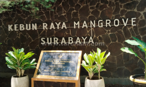 Kebun Raya Mangrove: Labirin Pohon Bakau